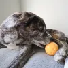 Steel Dog - Slow Treater Pickleball Ball